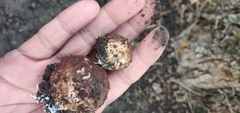 Geastrum triplex