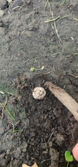 Geastrum triplex