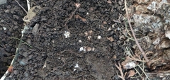 Geastrum triplex