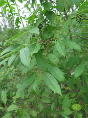 Rhamnus ussuriensis