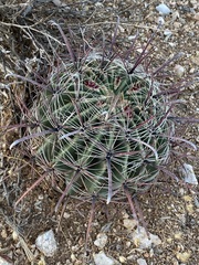 Ferocactus wislizeni