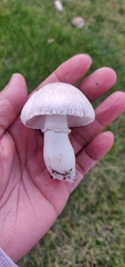 Leucoagaricus barssii