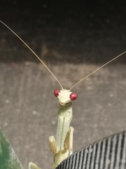 Mantidae