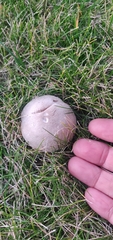 Leucoagaricus barssii