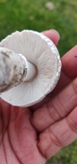Leucoagaricus barssii