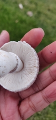 Leucoagaricus barssii