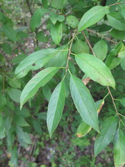 Rhamnus ussuriensis