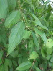 Rhamnus ussuriensis