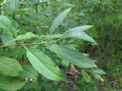 Rhamnus ussuriensis