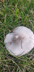 Leucoagaricus barssii