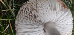 Leucoagaricus barssii