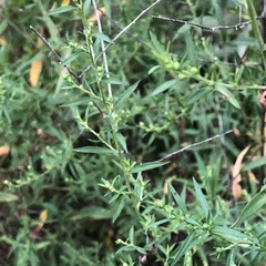 Symphyotrichum pilosum pilosum