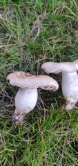 Leucoagaricus barssii