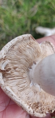 Leucoagaricus barssii