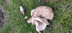 Leucoagaricus barssii