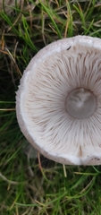 Leucoagaricus barssii