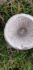 Leucoagaricus barssii