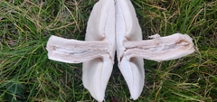 Leucoagaricus barssii