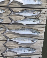 Scomberomorus maculatus