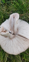 Leucoagaricus barssii