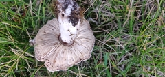 Leucoagaricus barssii