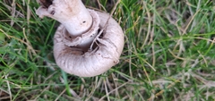 Leucoagaricus barssii