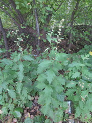 Artemisia stolonifera