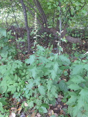Artemisia stolonifera