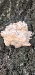 Basidiomycota