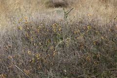 Prosopis strombulifera