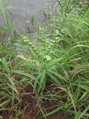 Penthorum chinense