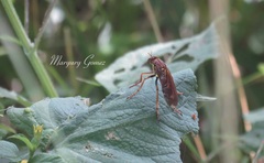 Blepharepium annulatum