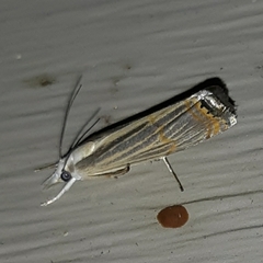 Parapediasia decorellus
