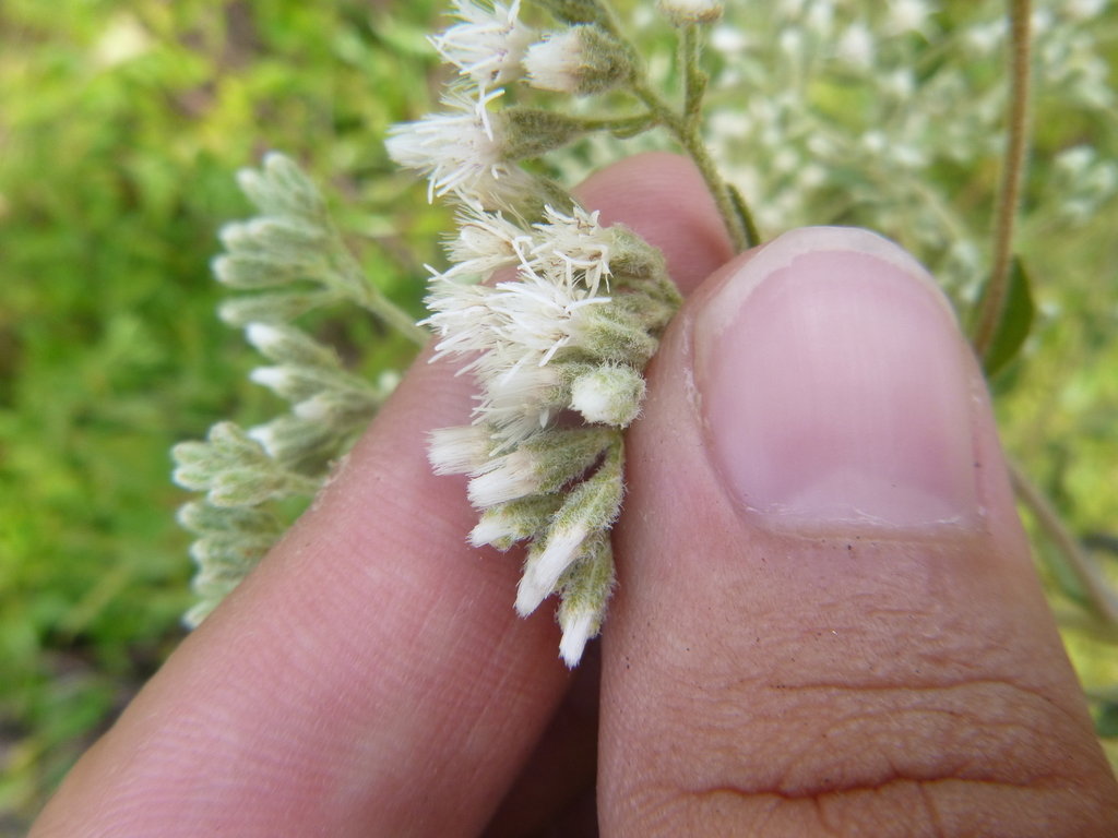 waxy thoroughwort