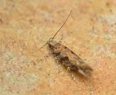 Aristotelia pudibundella