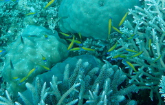 Mirolabrichthys evansi