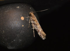 Aristotelia pudibundella