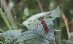 Blepharepium annulatum