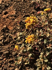 Eriogonum cedrorum