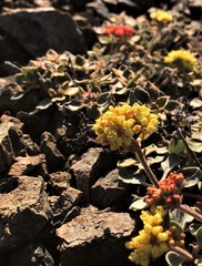 Eriogonum cedrorum