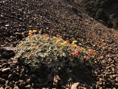 Eriogonum cedrorum