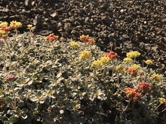 Eriogonum cedrorum