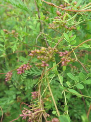 Cuscuta japonica