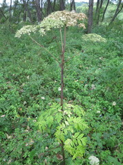 Angelica dahurica