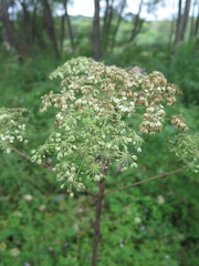 Angelica dahurica