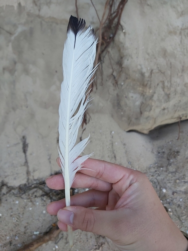 Plume de Cygne noir