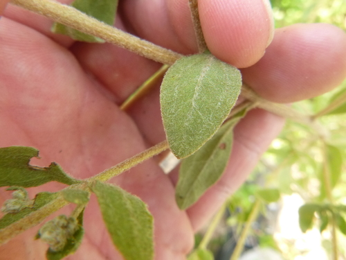 Image of Eupatorium glaucescens by no rights reserved