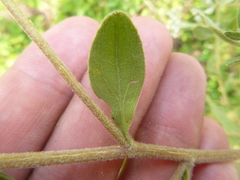 Eupatorium glaucescens