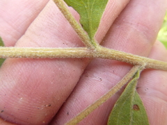 Eupatorium glaucescens