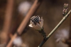Anthophora curta